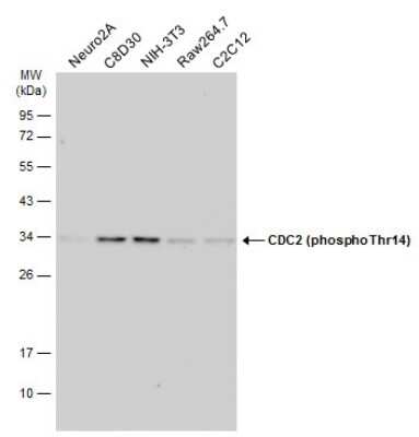 Western Blot: CDC2/CDK1 [p Thr14] Antibody [NBP3-13300]